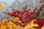 Autumn colours at Seoraksan National Park Autumn colours at Seoraksan National Park